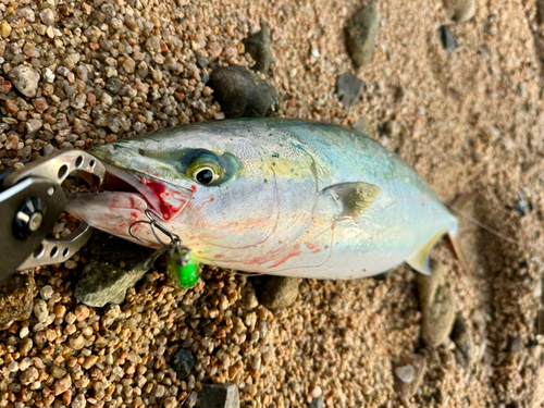 ハマチの釣果