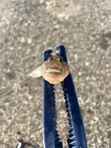 ハゼの釣果