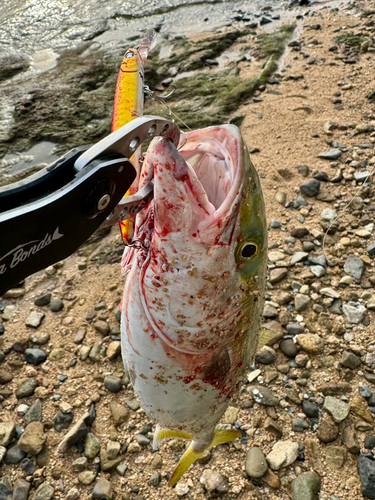 ハマチの釣果