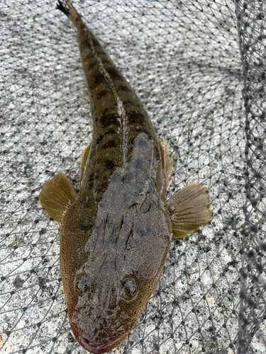 マゴチの釣果