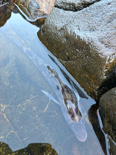 ホッケの釣果