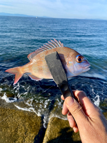 タイの釣果