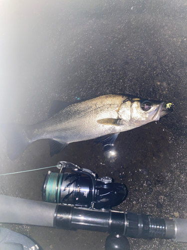 ヒラスズキの釣果