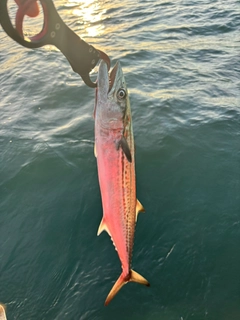 サゴシの釣果