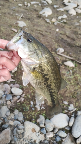 ラージマウスバスの釣果