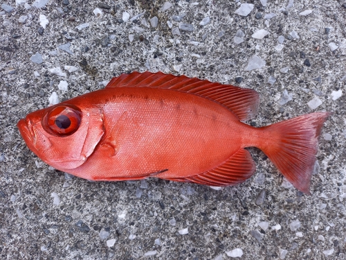 ホウセキキントキの釣果