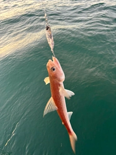 サゴシの釣果