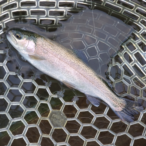 ニジマスの釣果