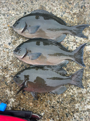 オナガグレの釣果