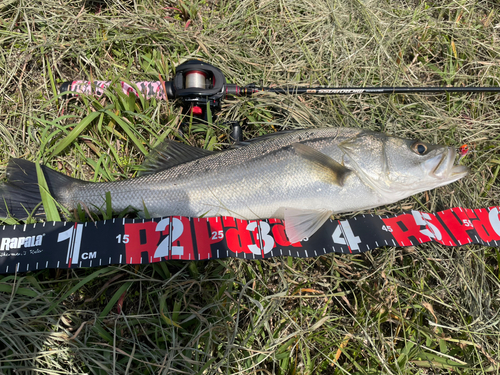 セイゴ（マルスズキ）の釣果