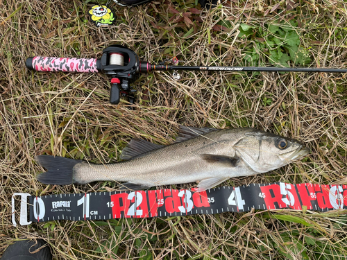 セイゴ（マルスズキ）の釣果