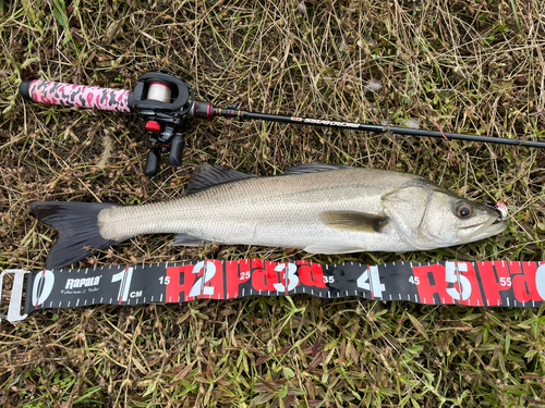 セイゴ（マルスズキ）の釣果