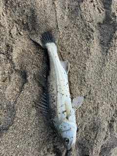 セイゴ（マルスズキ）の釣果