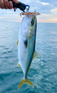 ハマチの釣果