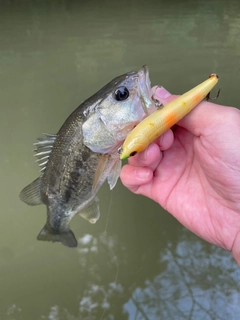 ブラックバスの釣果