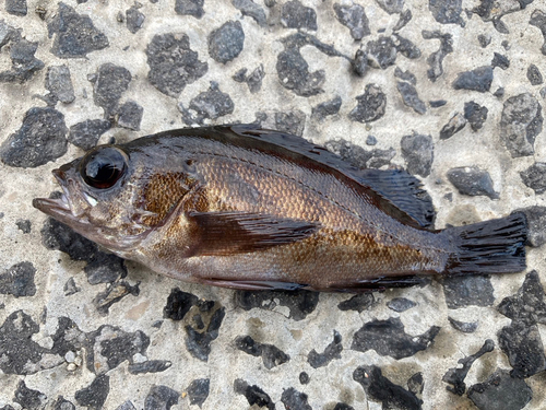 メバルの釣果