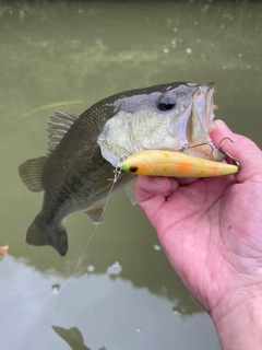 ブラックバスの釣果