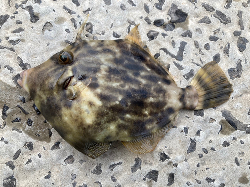 カワハギの釣果