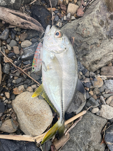 オニヒラアジの釣果