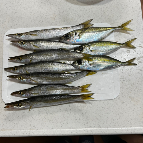 アジの釣果