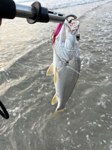 ニベの釣果