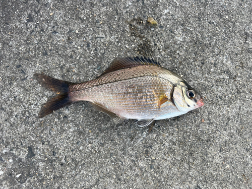 ウミタナゴの釣果