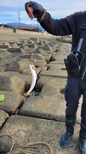 エソの釣果