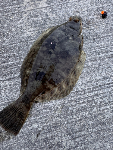 マコガレイの釣果