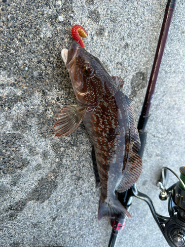 アイナメの釣果