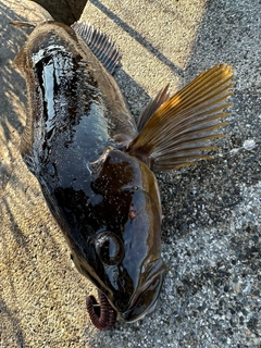 アイナメの釣果