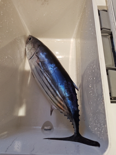 カツオの釣果