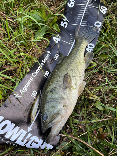 ブラックバスの釣果