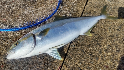 ヒラマサの釣果