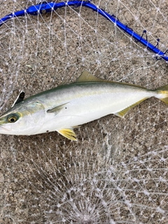 ツバイソの釣果