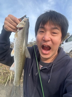 ウグイの釣果