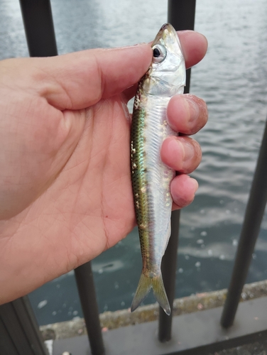 イワシの釣果