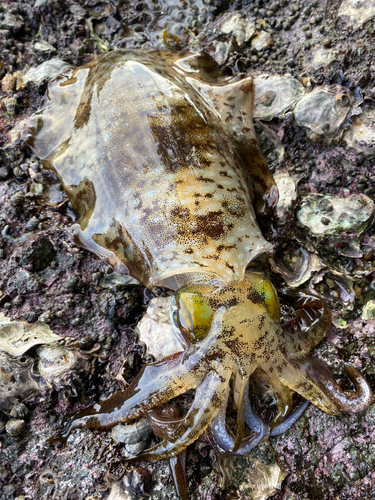 アオリイカの釣果