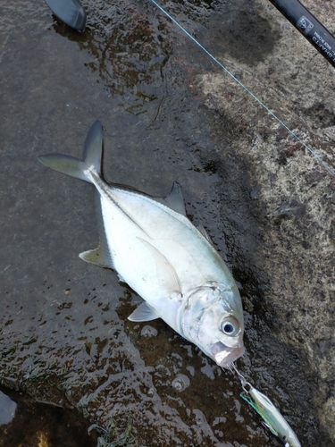 メッキの釣果