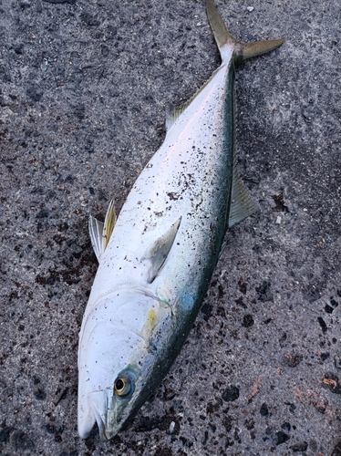 メジロの釣果