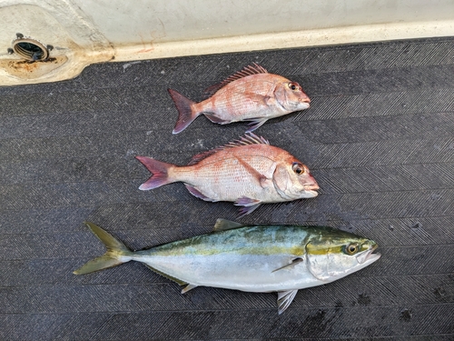 マダイの釣果