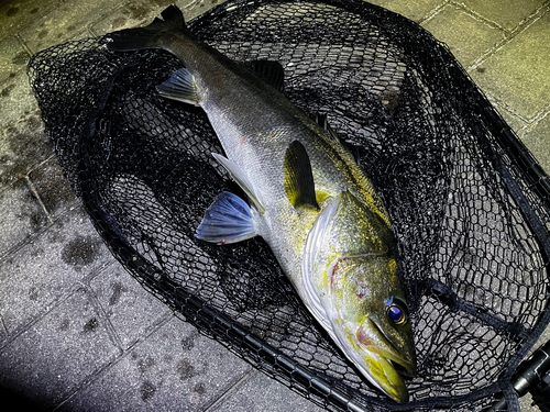 マルスズキの釣果