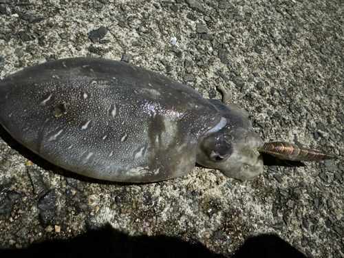 モンゴウイカの釣果