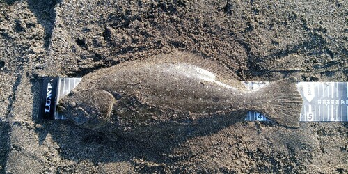 ヒラメの釣果