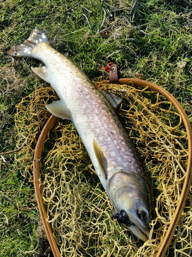 アメマスの釣果