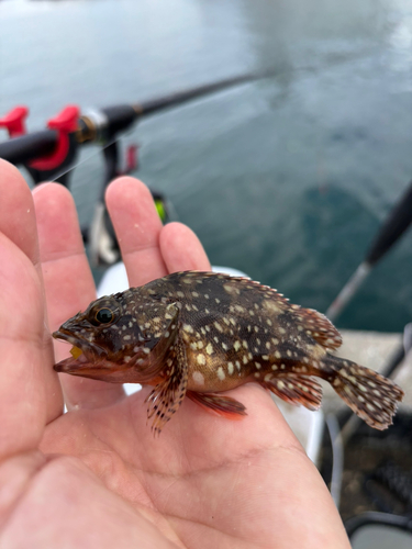 カサゴの釣果