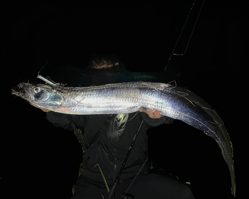 タチウオの釣果