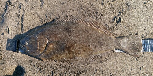 ヒラメの釣果