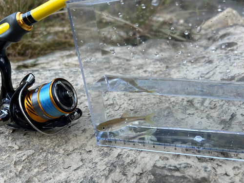 カワムツの釣果