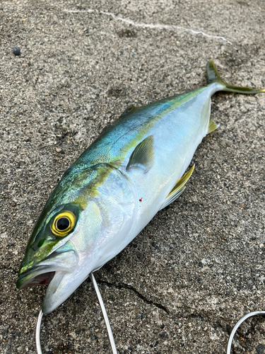 ツバイソの釣果