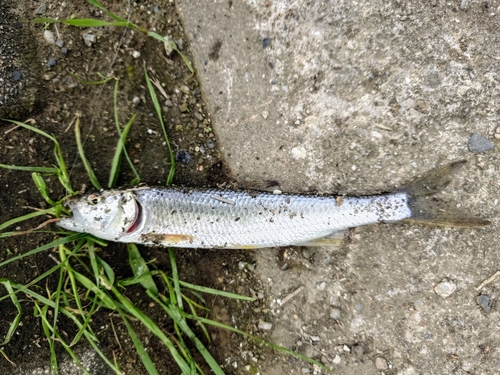 ハスの釣果